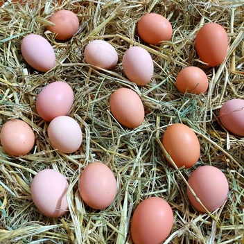 تصویر تخم مرغ محلی و رسمی ۱ عددی 