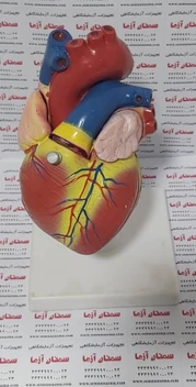 تصویر مولاژ قلب انسان 1.5 برابر 2 قسمتی 