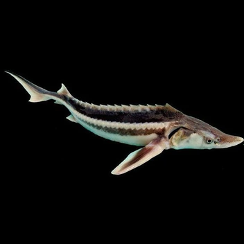 تصویر ماهی استروژن 20 تا 25 سانت 