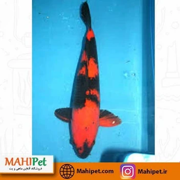 تصویر ماهی کوی قرمز مشکی 15 تا 20 سانت 