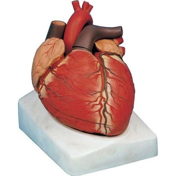 تصویر مولاژ قلب ، 3 برابر اندازه طبیعی 