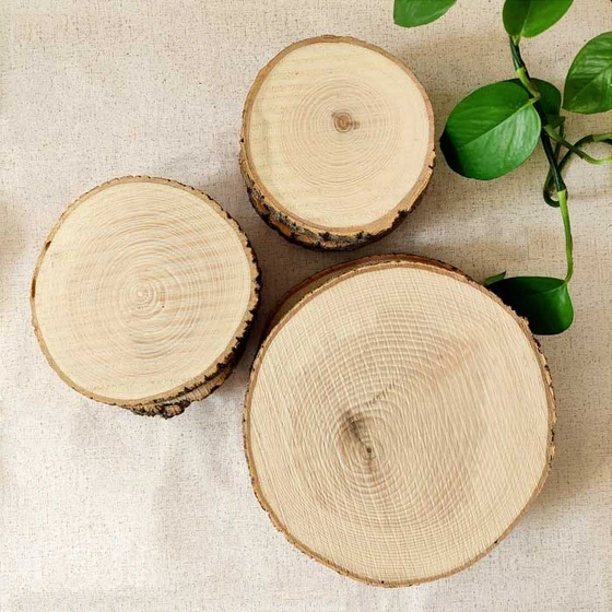 تصویر تنه درخت چوبی تزئینی 