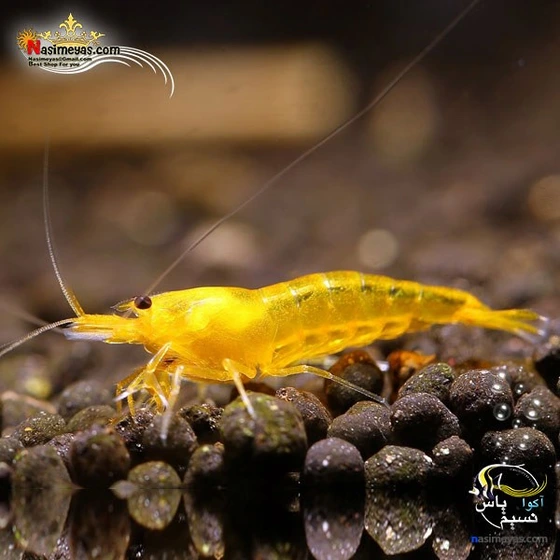 تصویر میگو یلو کینگ کنگ آب شیرین ا Yellow king kong shrimp Yellow king kong shrimp