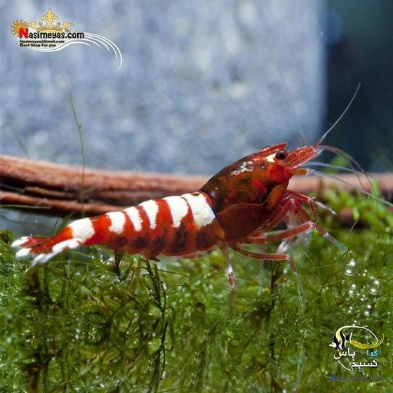 تصویر میگو پینتو رد درجه یک آب شیرین ا pinto red shrimp pinto red shrimp