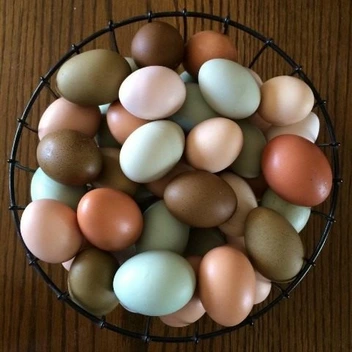 تصویر تخم مرغ ا در هر بسته یک کیلوگرمی 15 عدد تخم مرغ قرار دارد. در هر بسته یک کیلوگرمی 15 عدد تخم مرغ قرار دارد.