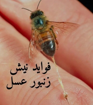 تصویر پک زنبور عسل جهت نیش درمانی 