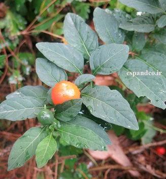 تصویر بذر گوجه گیلاسی، گوجه زینتی (20 عددی) Solanum pseudocapsicum 