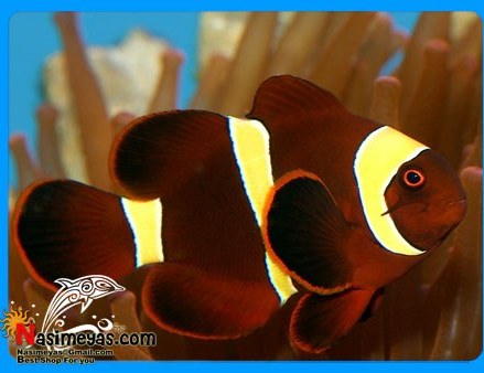 تصویر ماهی دلقک مارون گلد گرید A آب شور ا Maroon Gold Clownfish Maroon Gold Clownfish