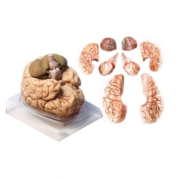 تصویر مولاژ 8 قسمتی مغز انسان اندازه طبیعی 