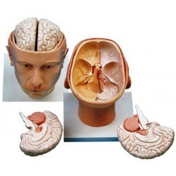 تصویر مدل (مولاژ) سر با نمایش مغز و کف جمجمه 