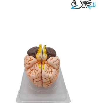 تصویر مولاژ مغز انسان 8 قسمتی (اندازه طبیعی) 