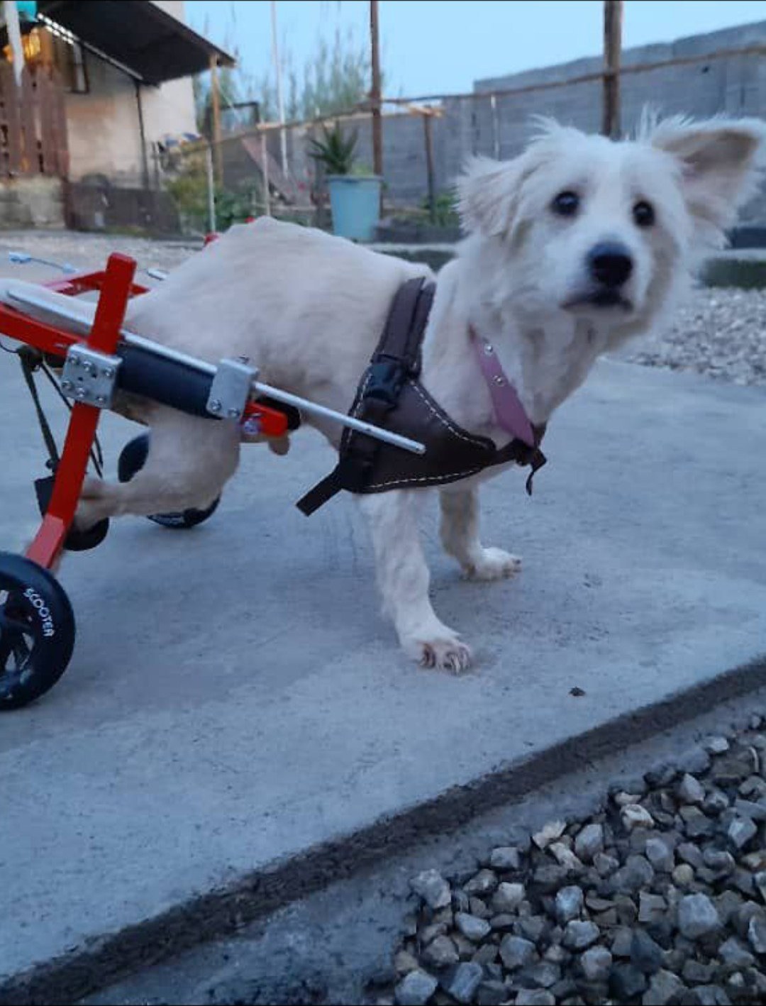 تصویر ویلچر حرفه ای توانبخشی سگ مدل هانی، سگ نژاد کوچک 