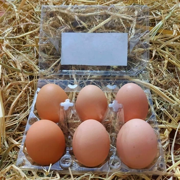 تصویر تخم مرغ محلی و رسمی ۶ عددی 