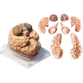تصویر مولاژ 8 قسمتی مغز انسان اندازه طبیعی 