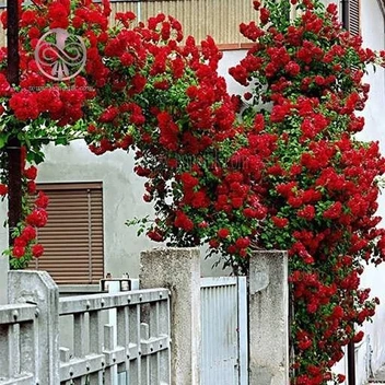 تصویر بذر گل رز رونده قرمز 
